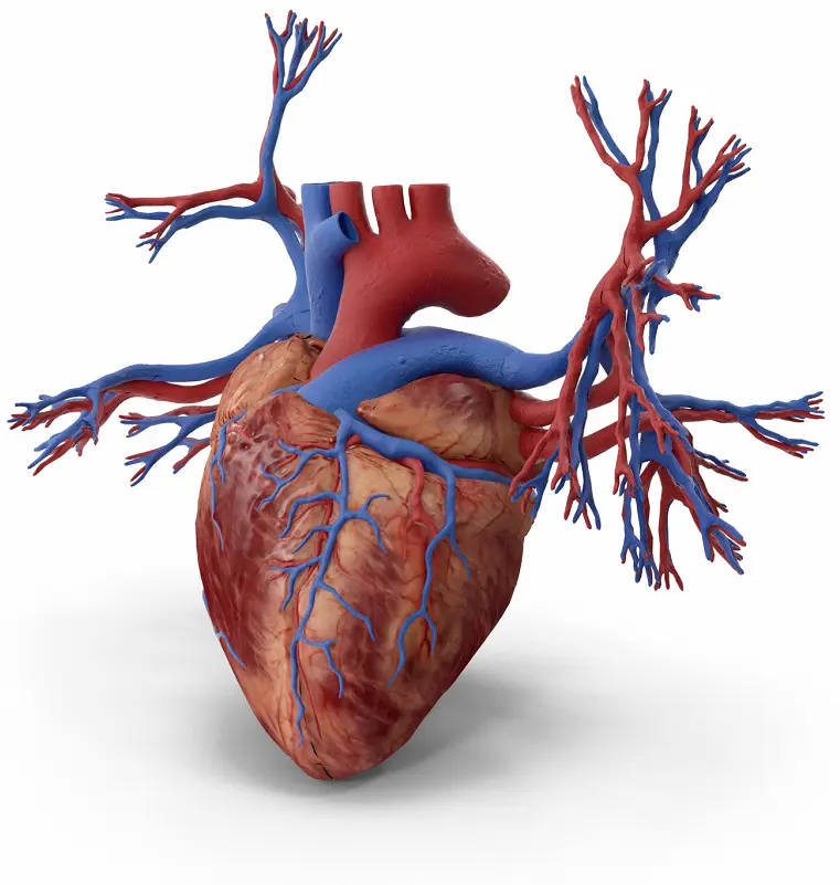 best cardiology hospital in Chennai | CTS Hospitals
