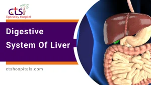 Digestive System of Liver