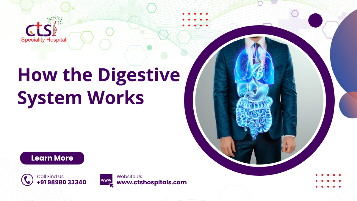 How the Digestive System Works
