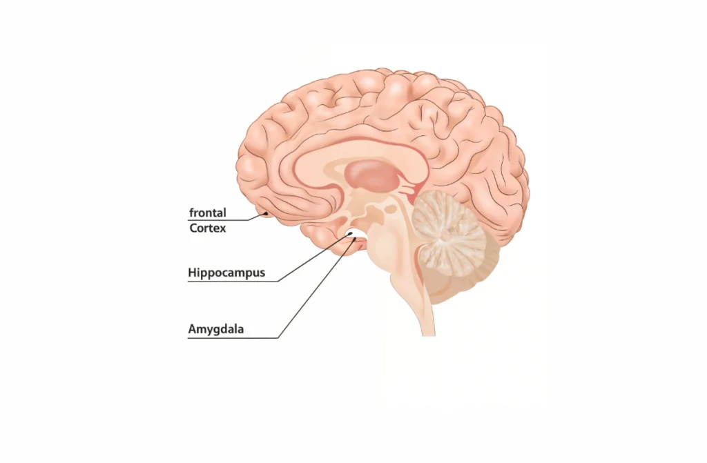 Best Neurologist in Chennai