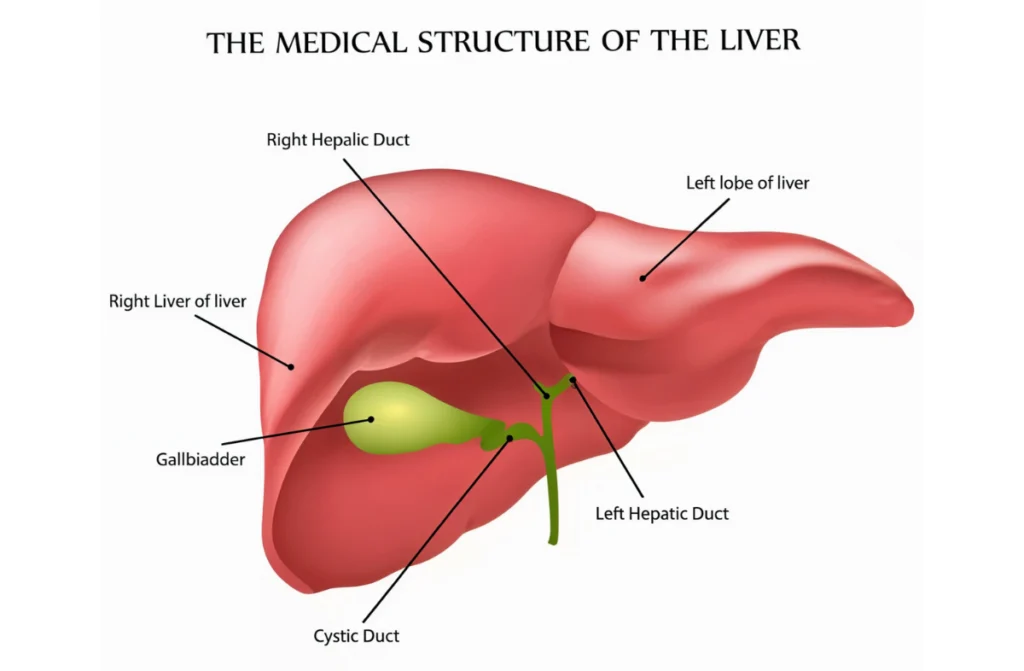 Best Hepatologist in Chennai in 2025